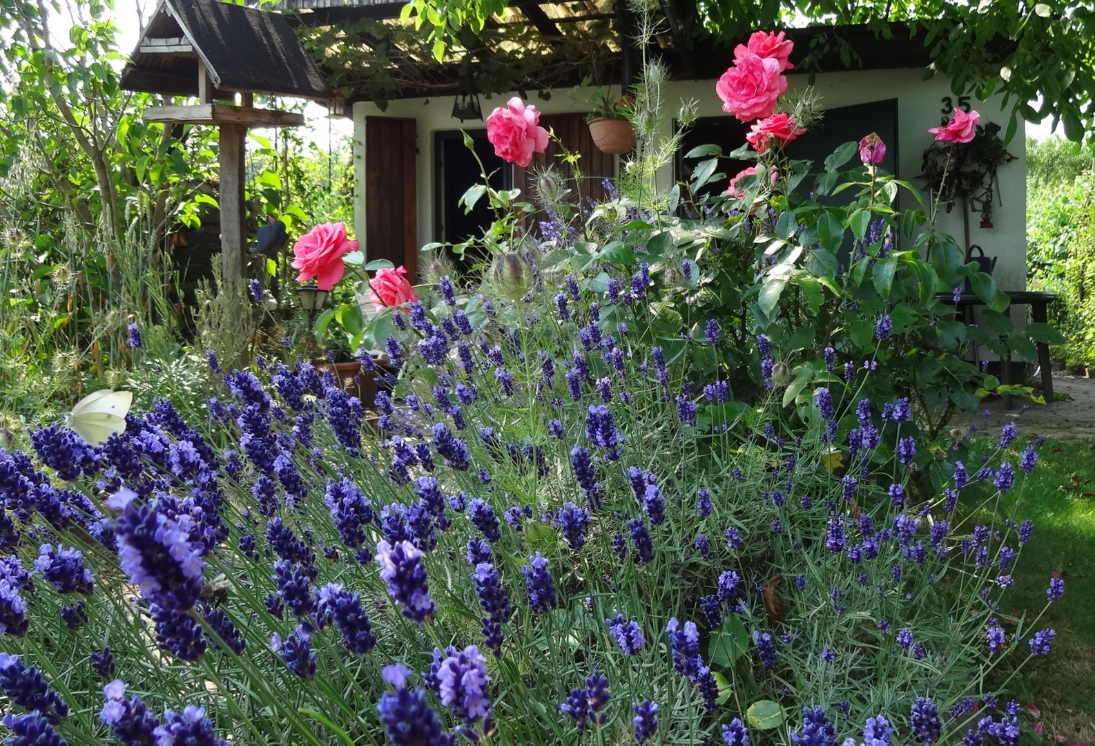 Lavendel und Rosen