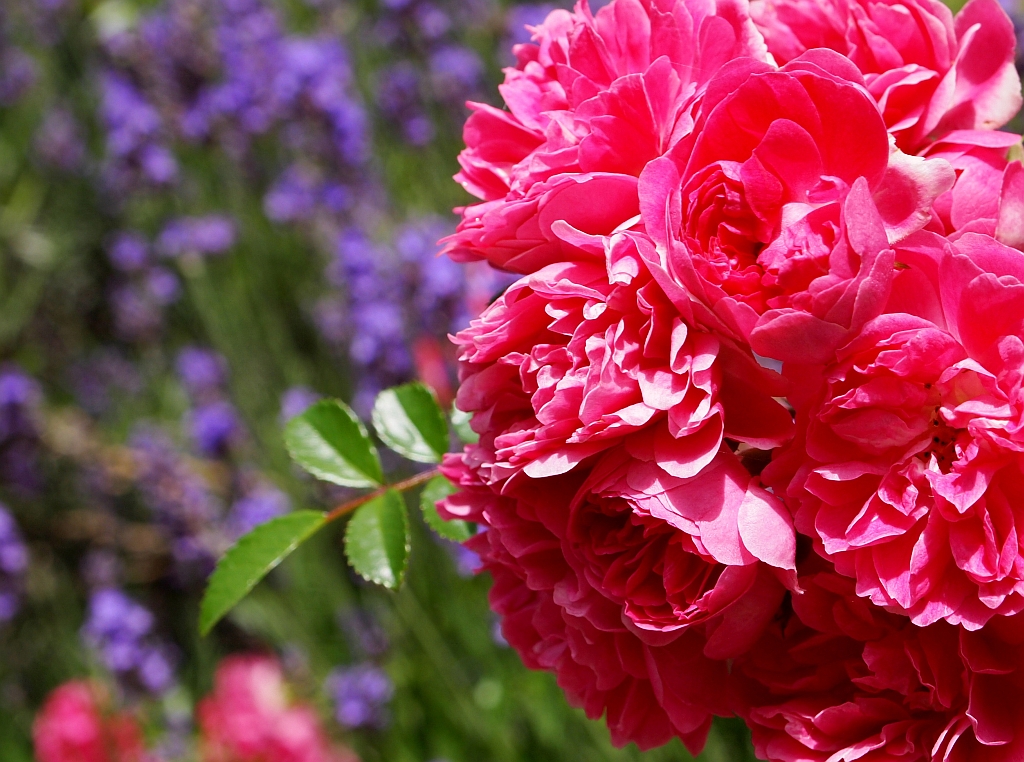 Lavendel und Rosen