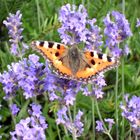 Lavendel und Schetterling