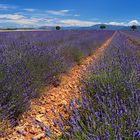 Lavendel und Schleierwolken