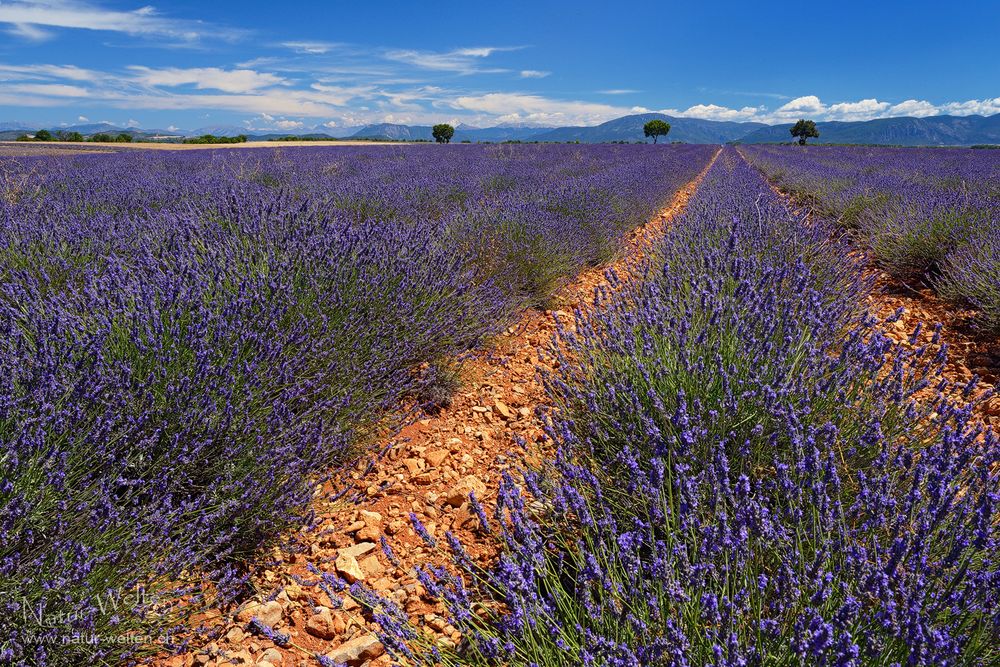 Lavendel und Schleierwolken