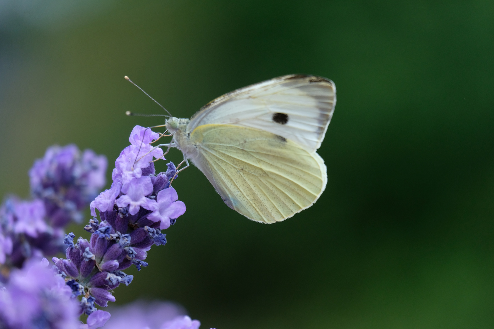 Lavendel und Schmetterling