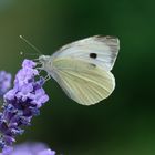 Lavendel und Schmetterling