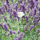 Lavendel und Schmetterling