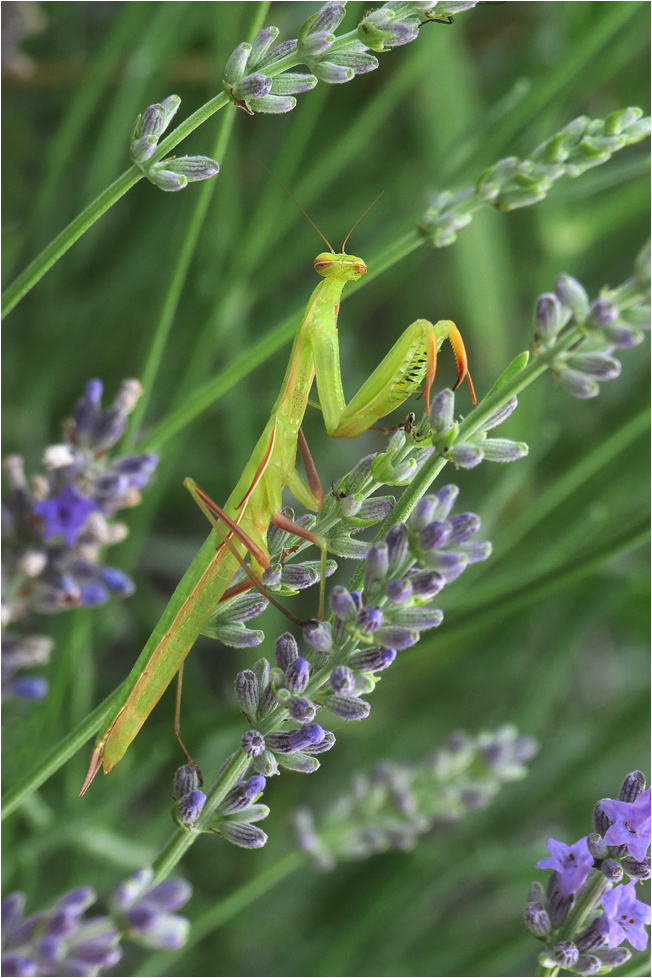  Lavendel und so