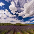 Lavendel und Wolken