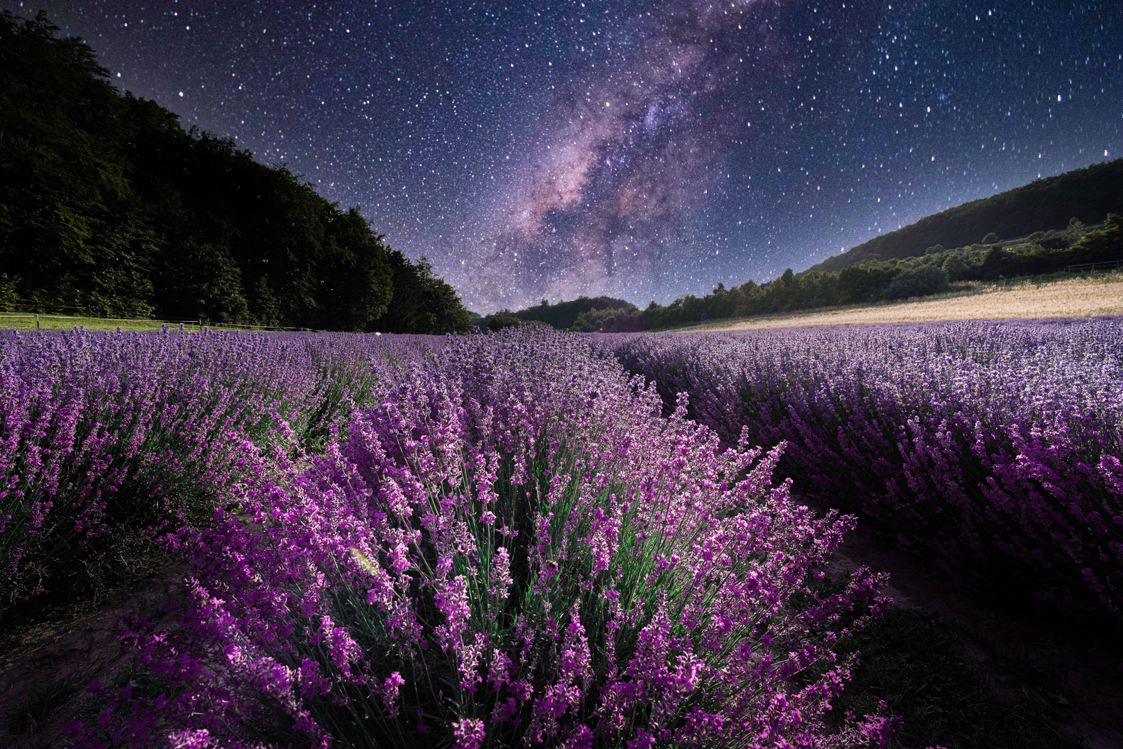 Lavendel unter der Milchstraße