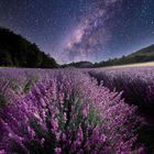 Lavendel unter der Milchstraße