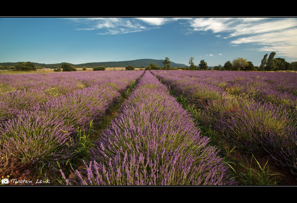 Lavendel V