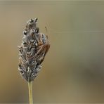 Lavendel verblüht....