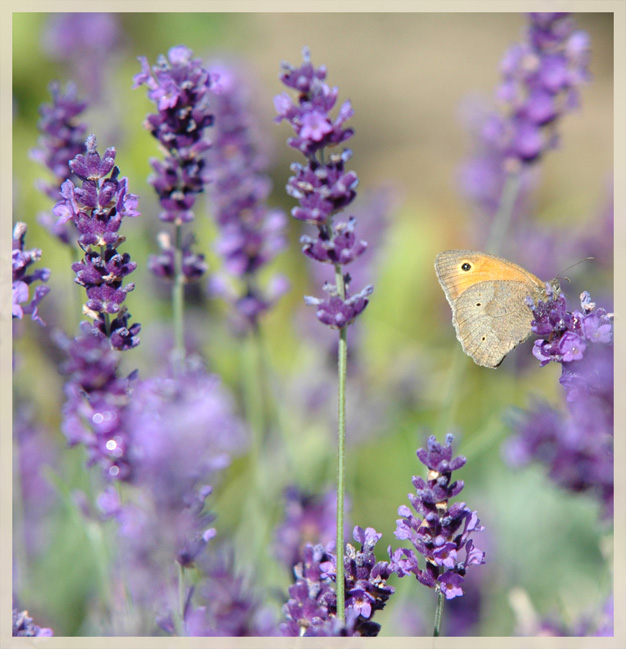 Lavendel - Verlockung pur!