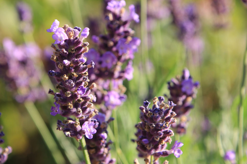 Lavendel VI