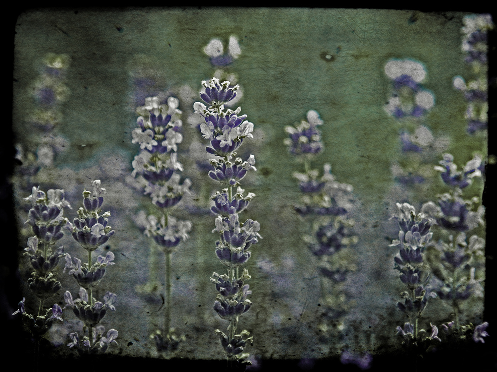 Lavendel Vintage