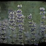 Lavendel Vintage