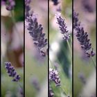 Lavendel-Vintage