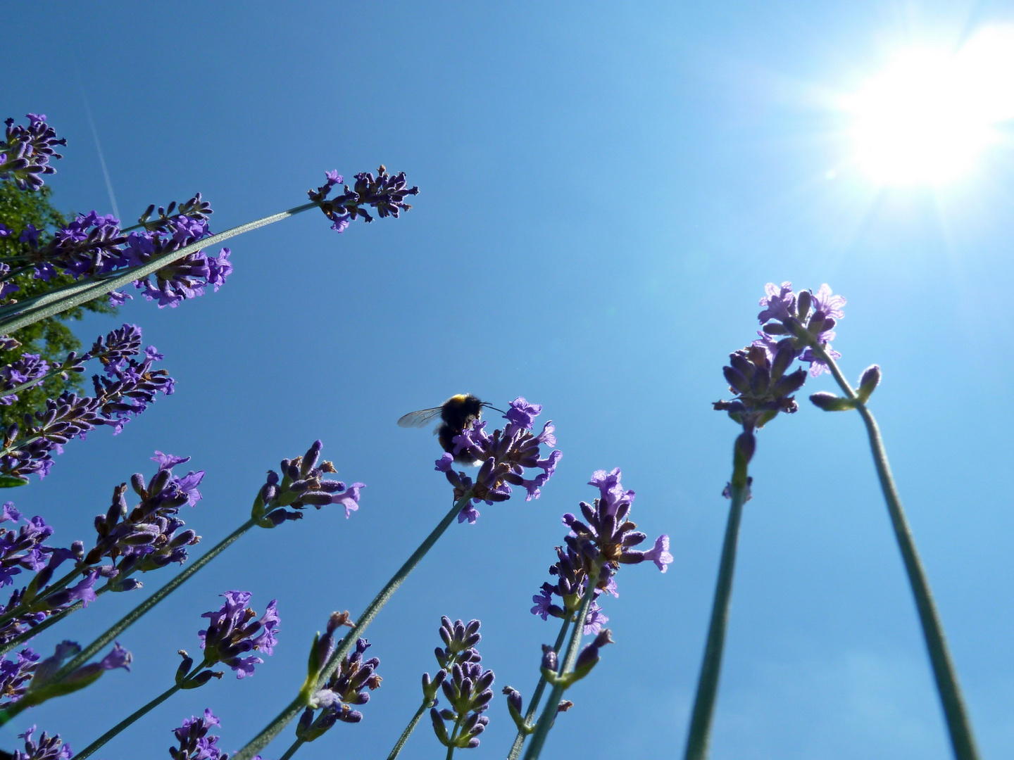 Lavendel von unten