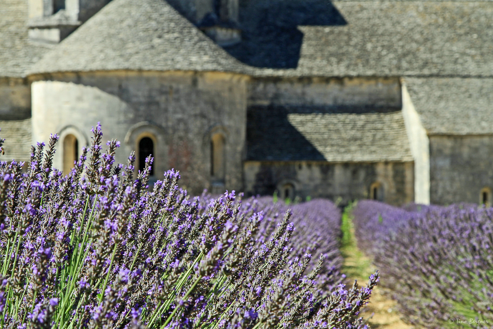 Lavendel vor Abbaye Notre-Dame de Sénanque