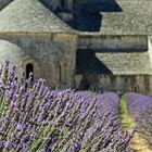 Lavendel vor Abbaye Notre-Dame de Sénanque