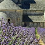 Lavendel vor Abbaye Notre-Dame de Sénanque