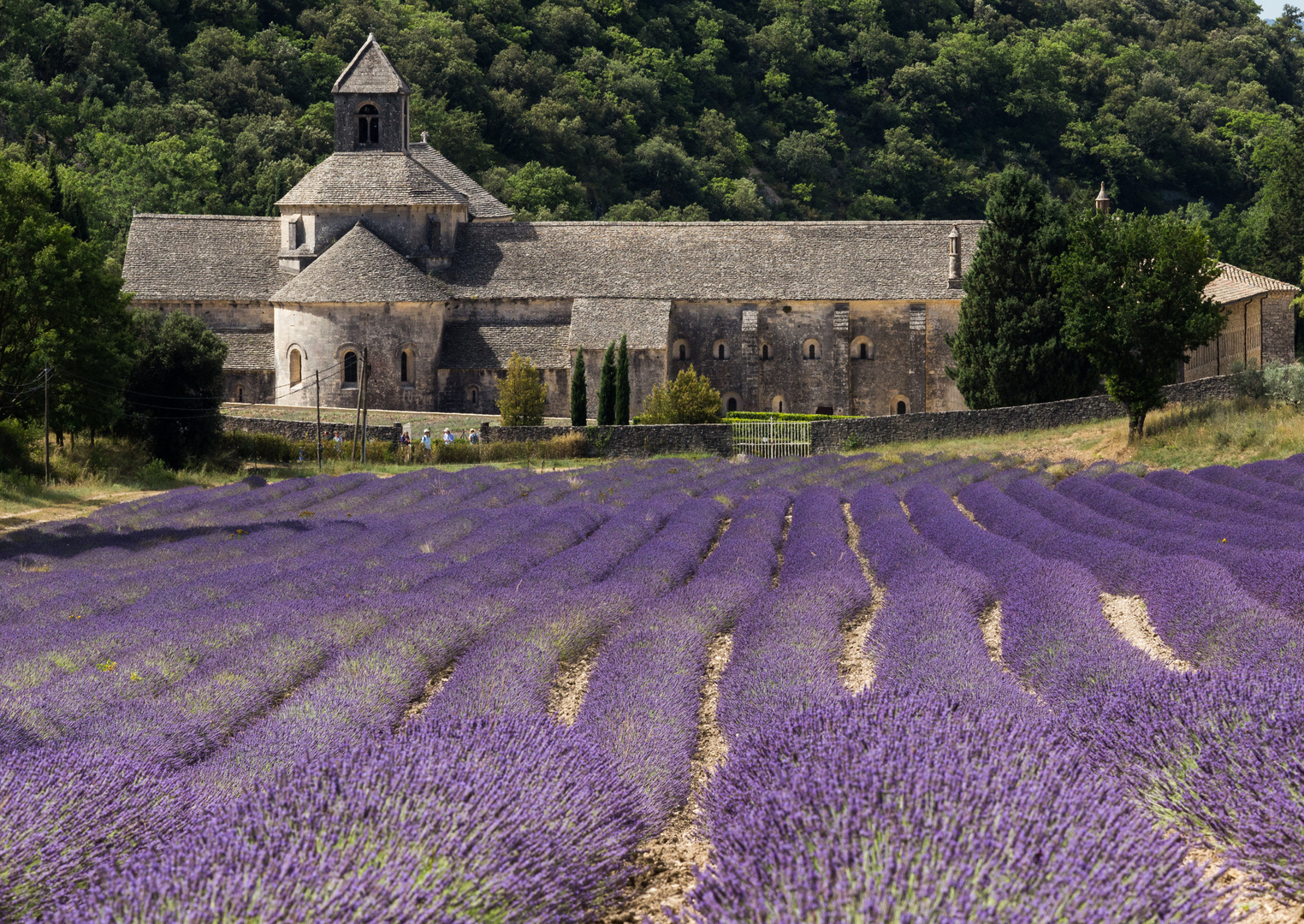 Lavendel vor der Abbeye de Sénanque 