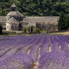 Lavendel vor der Abbeye de Sénanque 