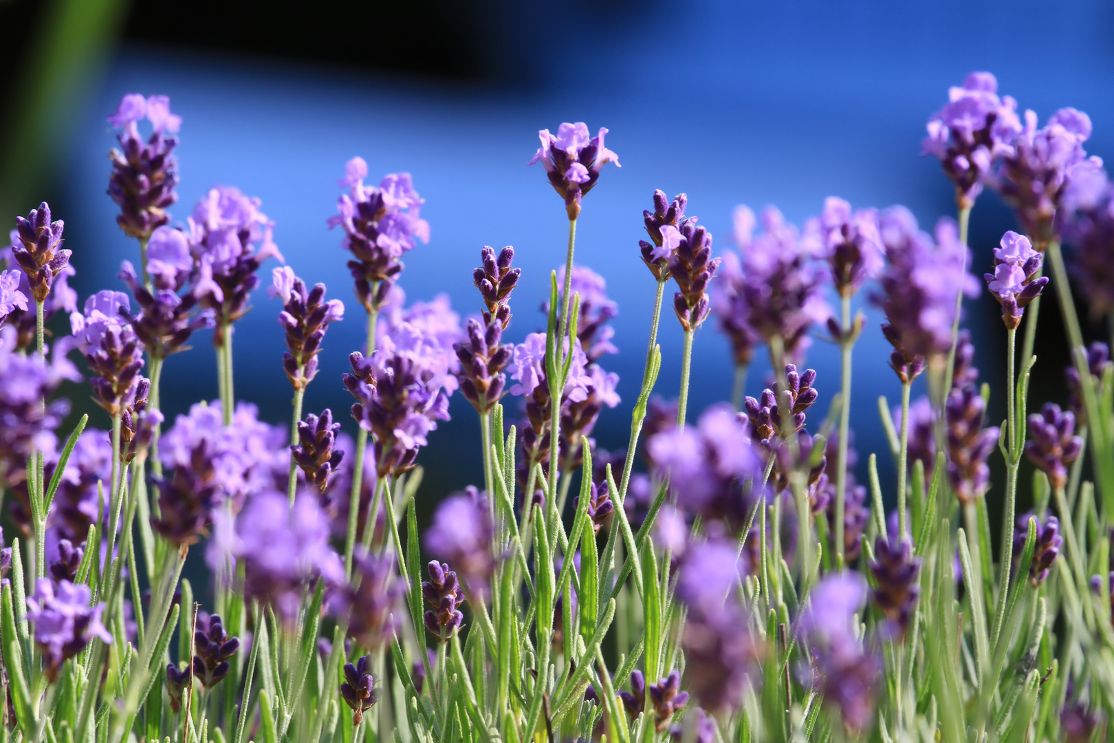 Lavendel vor hellblauem Holz-Gartenstuhl