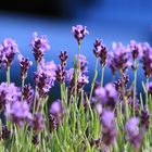 Lavendel vor hellblauem Holz-Gartenstuhl