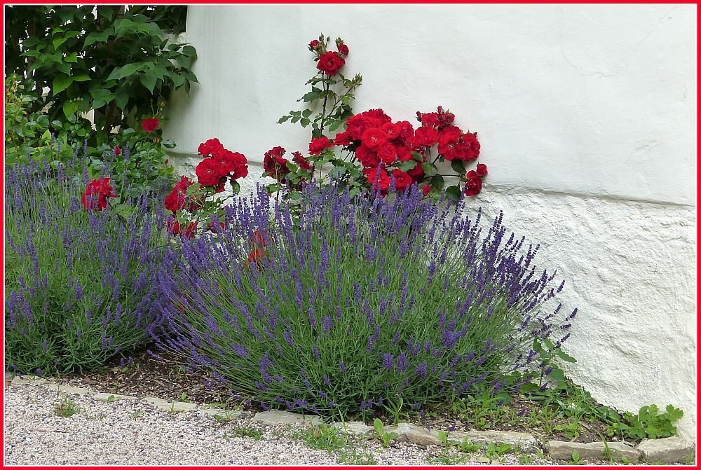 Lavendel vor Rosen