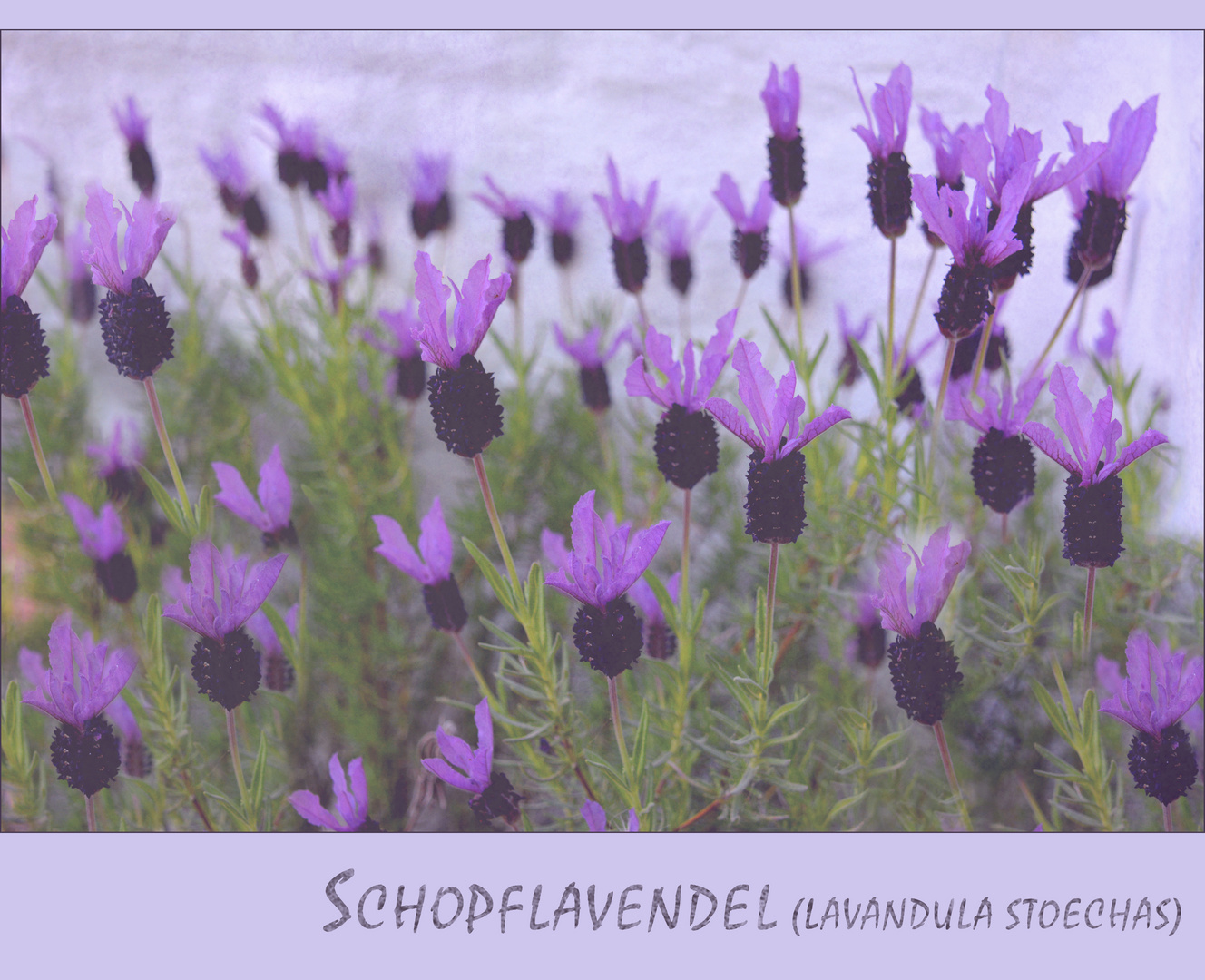 Lavendel... welch ein Duft...