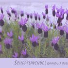 Lavendel... welch ein Duft...