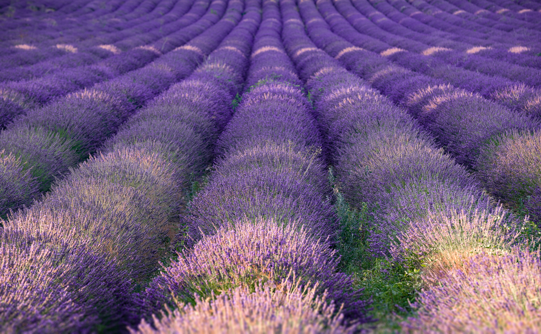 Lavendel Wellen