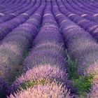 Lavendel Wellen