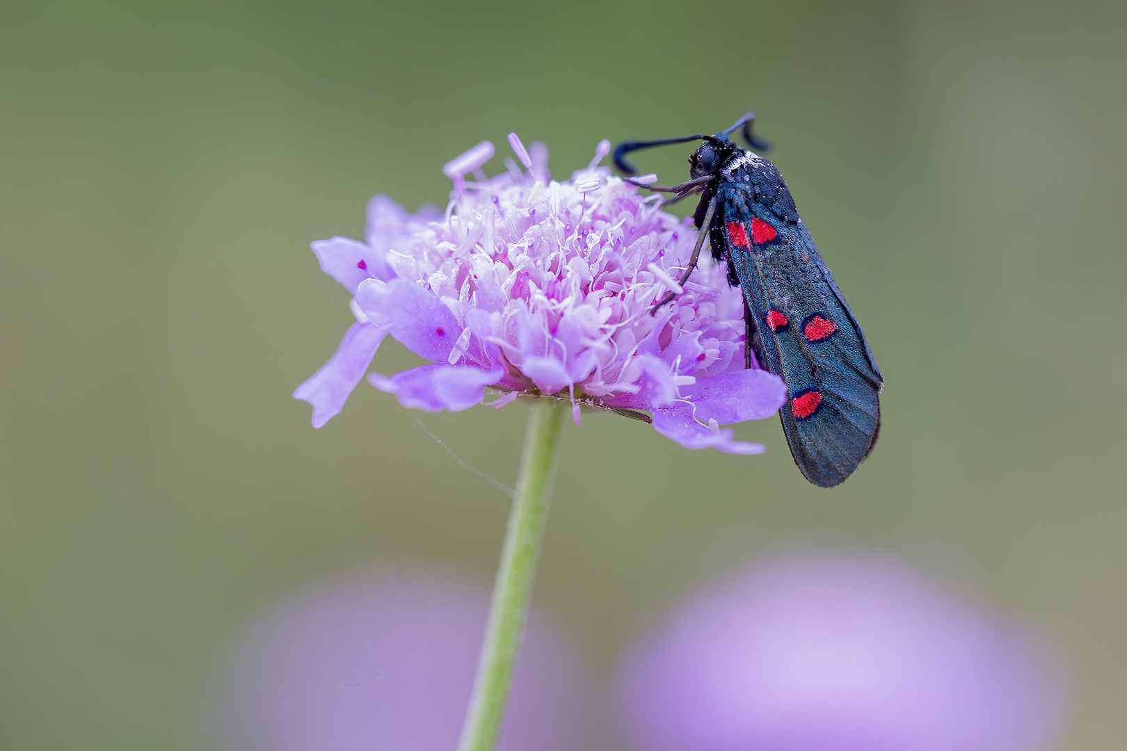 Lavendel-Widderchen