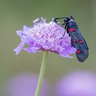 Lavendel-Widderchen