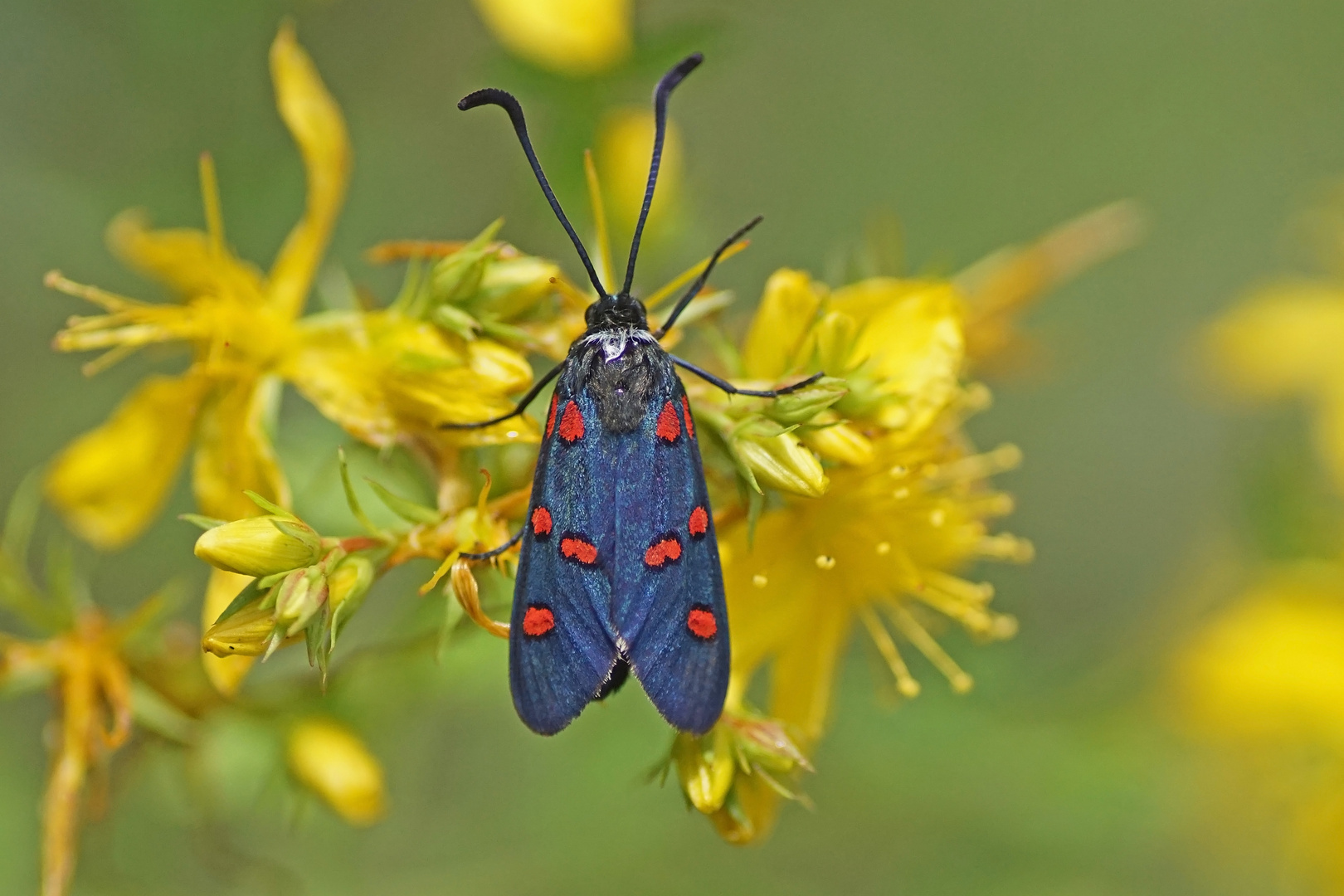 Lavendel -Widderchen (Zygaena lavandulae)