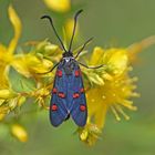 Lavendel -Widderchen (Zygaena lavandulae)