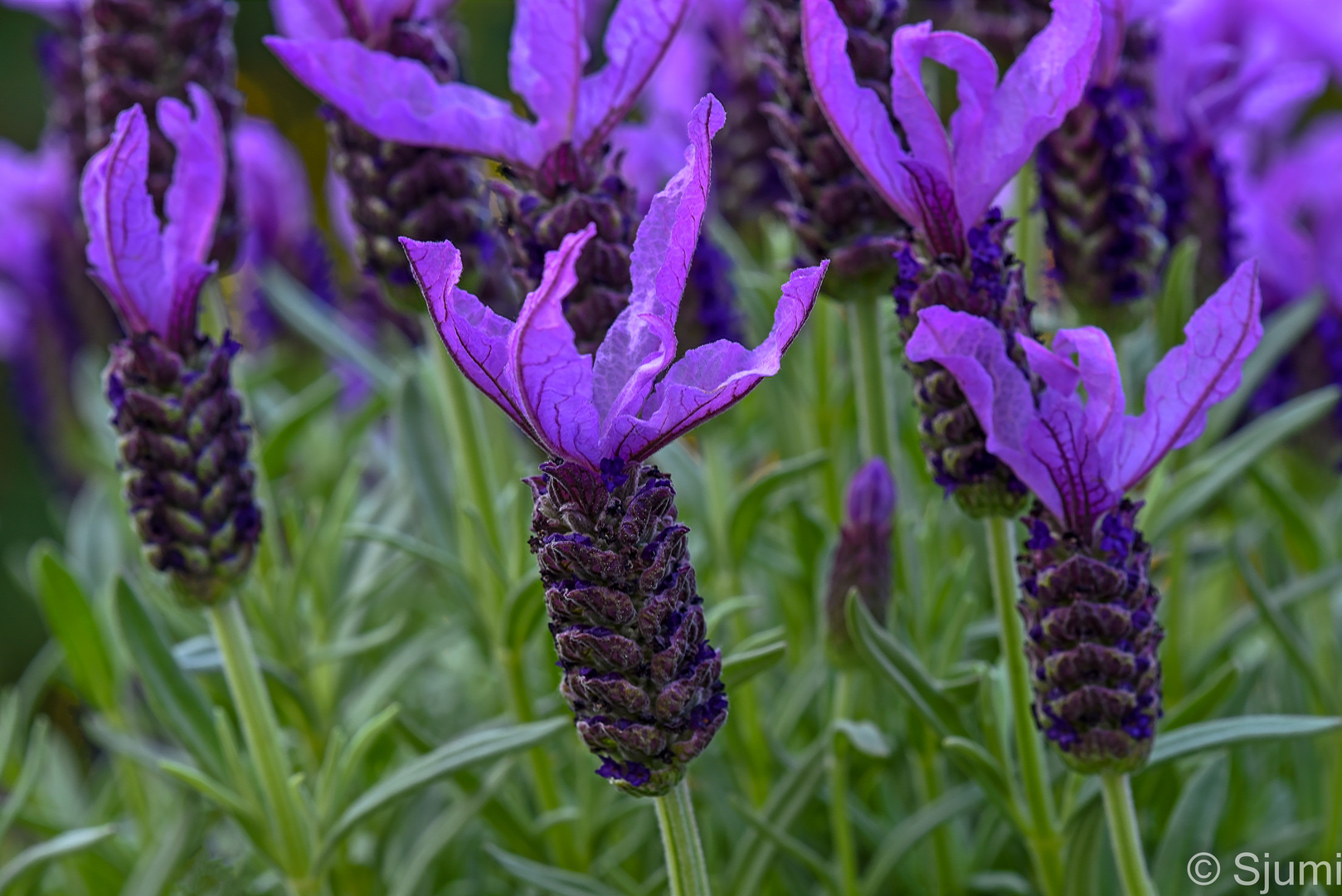 Lavendel Zauber