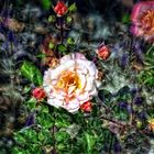 Lavendel zur Beruhigung und die Rose zur Meditation