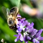 Lavendel1