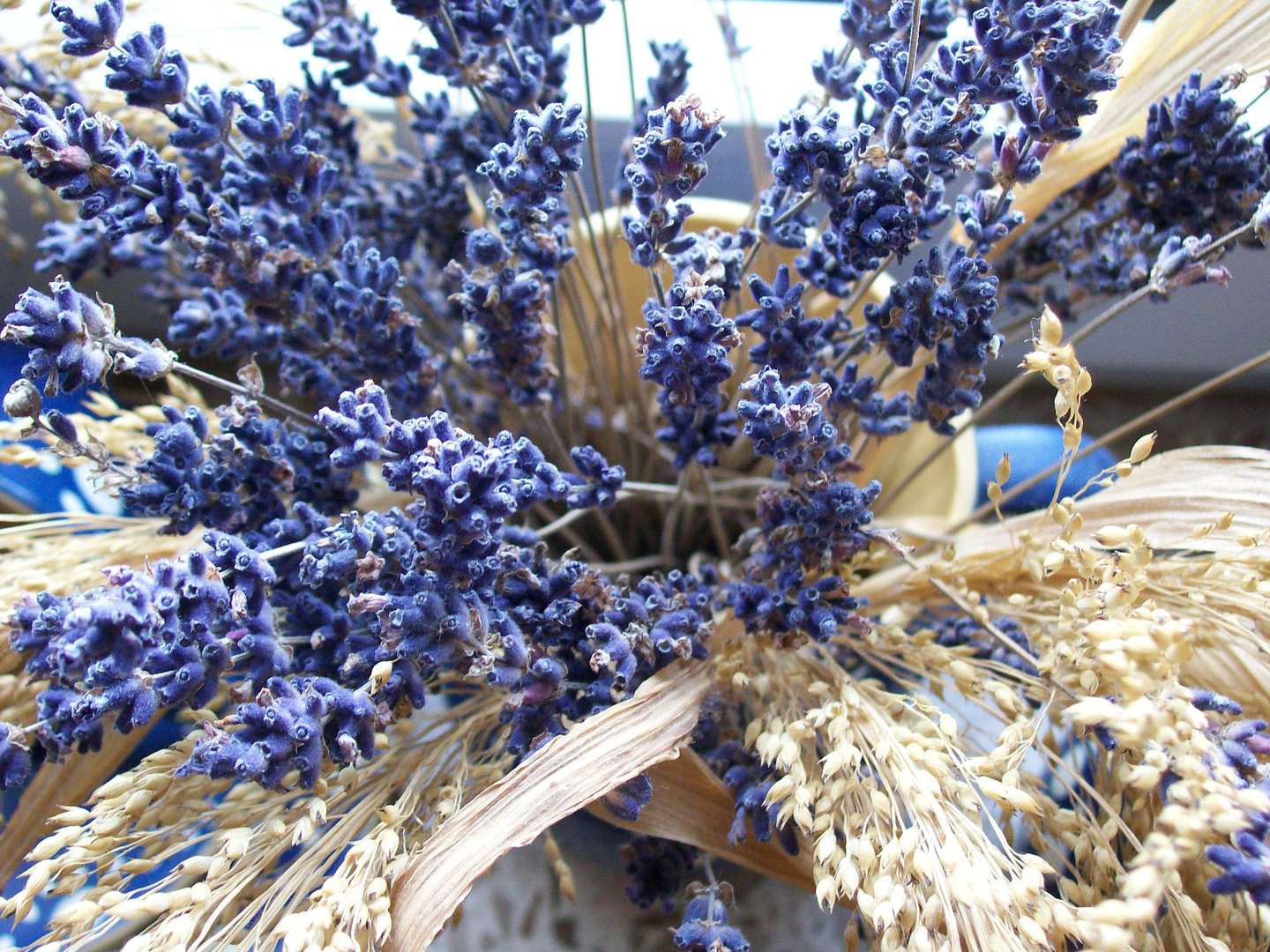 Lavendel_1