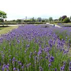 Lavendelbeet im Leverkusener Neulandpark