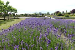 Lavendelbeet im Leverkusener Neulandpark