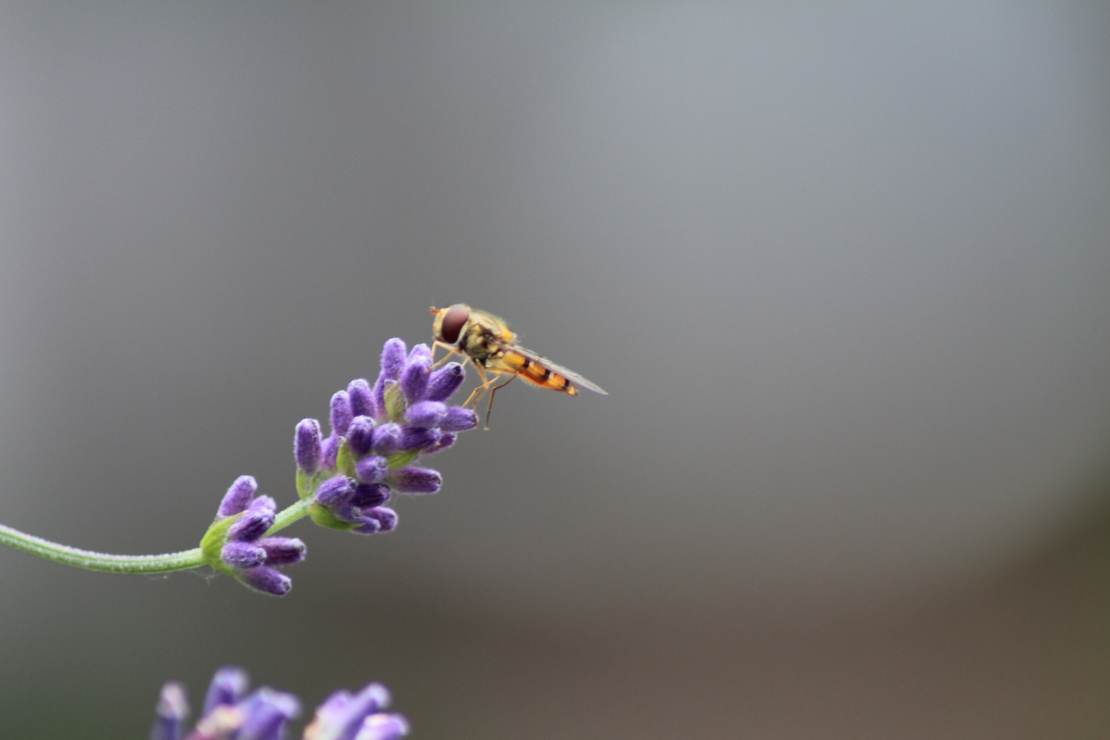 Lavendelbesuch