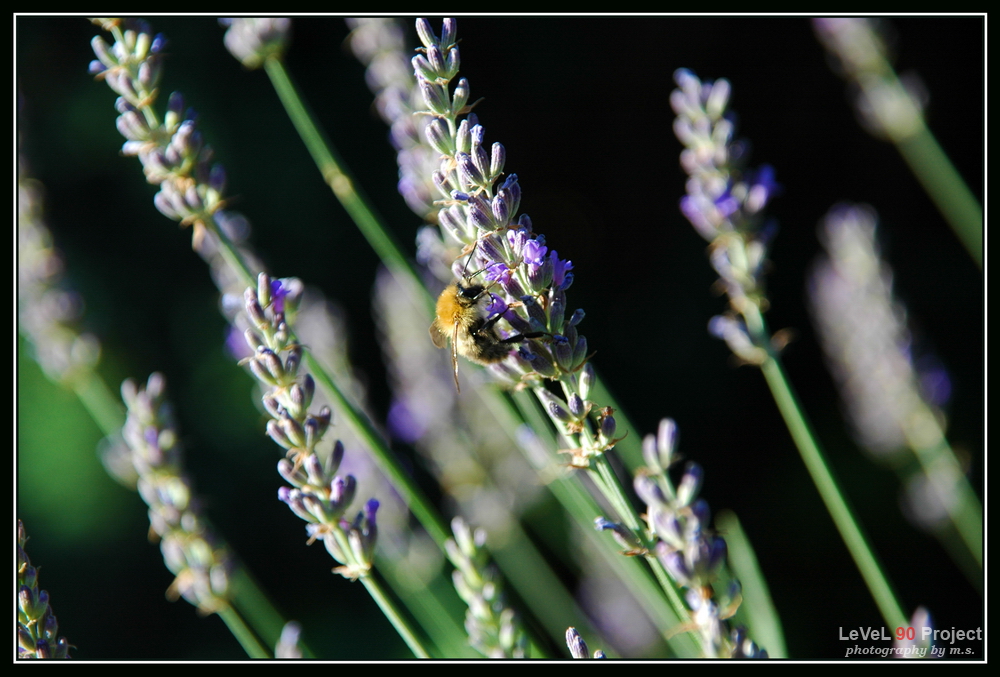 Lavendelbienchen