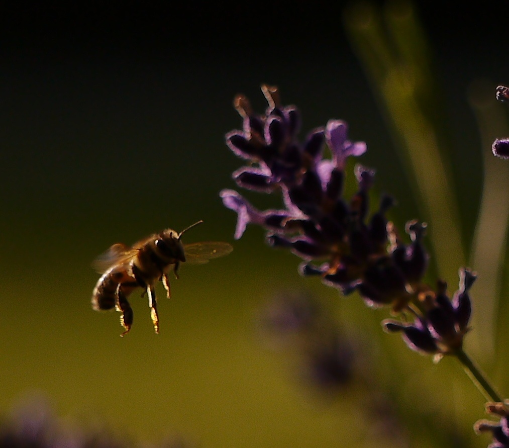 Lavendelbienchen