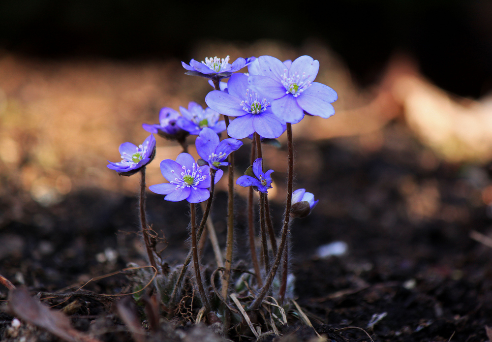 Lavendelblaue Blüten