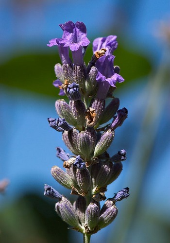 Lavendelblüte