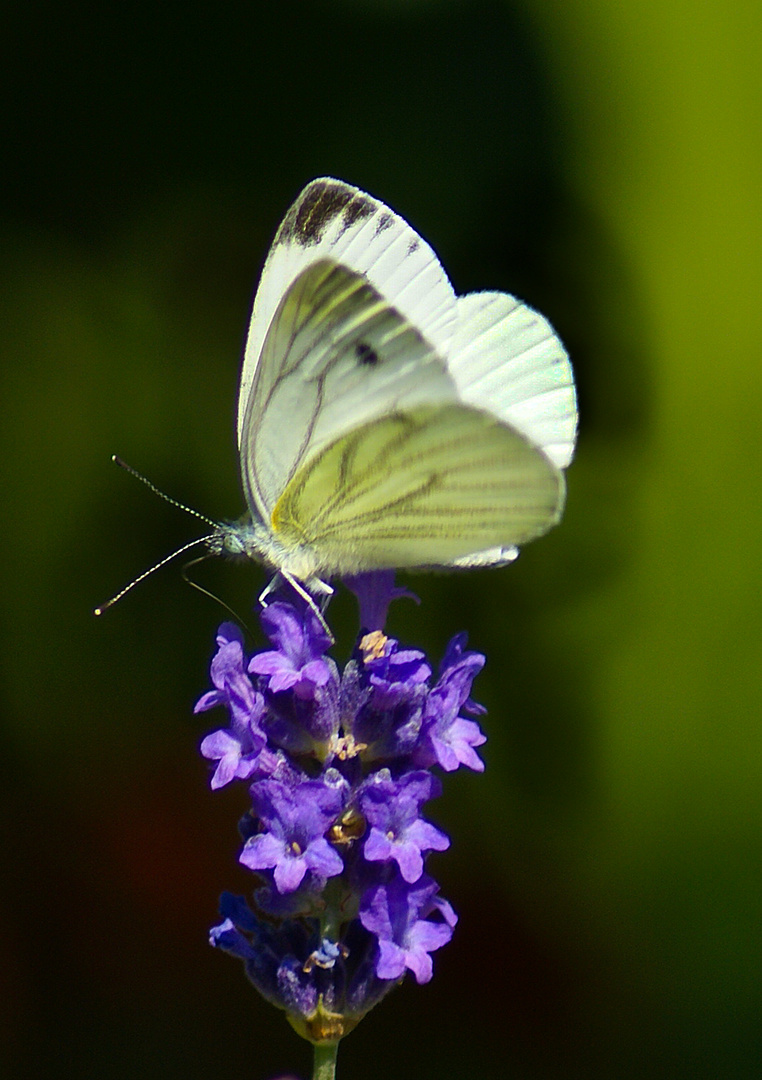 Lavendelblüte