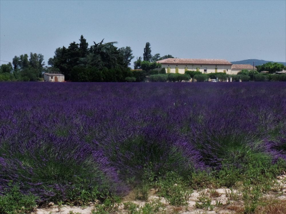 Lavendelblüte Foto & Bild | france, world, provence Bilder auf