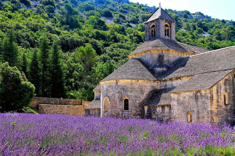 Lavendelblüte am Kloster Senanque